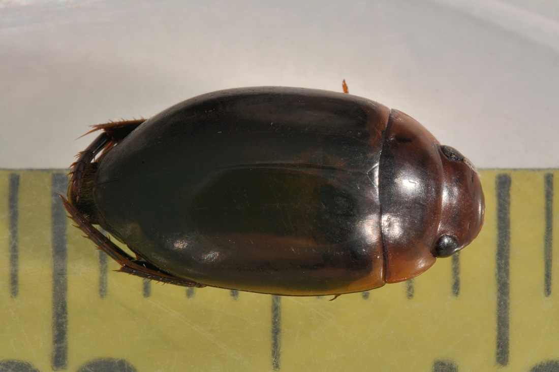 Dytiscidae: Agabus sp? S, Agabus brunneus